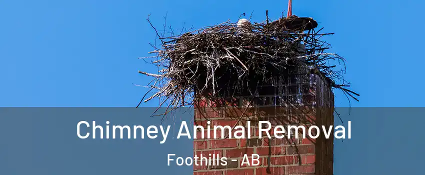 Chimney Animal Removal Foothills - AB