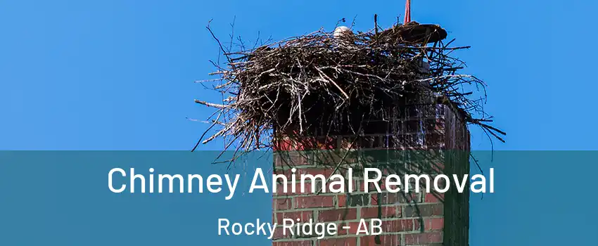 Chimney Animal Removal Rocky Ridge - AB