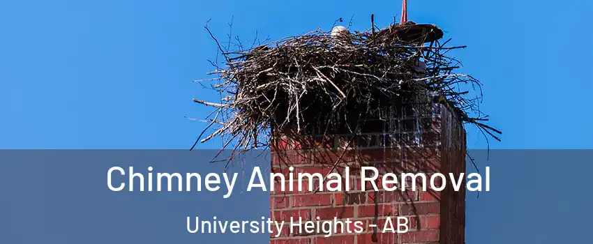 Chimney Animal Removal University Heights - AB